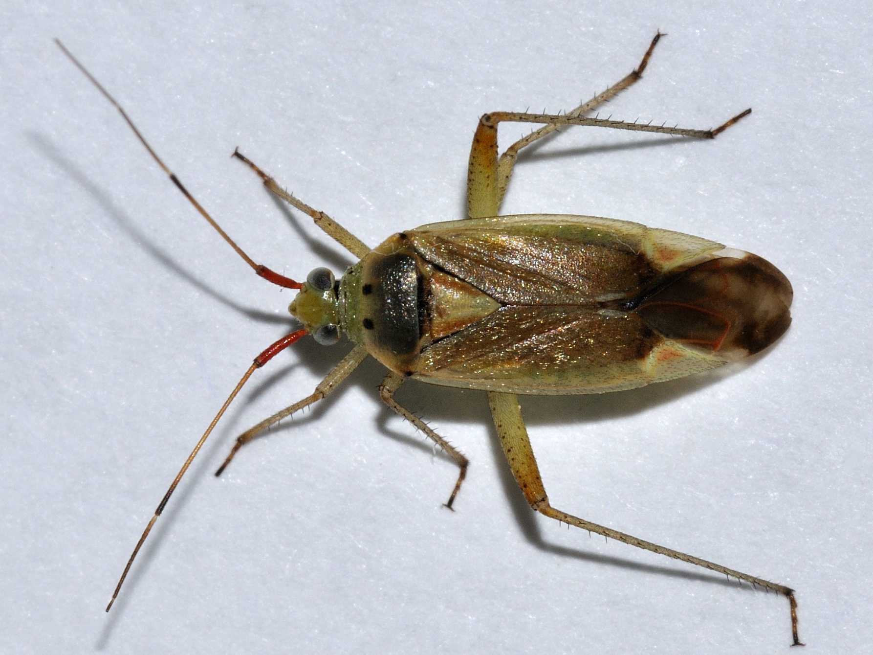 Miridae - Adelphocoris sp. ?